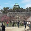 大阪城公園の梅林2020 見頃と開花状況を写真と動画で紹介！