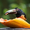 ベリーズ　ホテルの餌台に来る野鳥たち