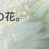 セリバオウレン咲く静かな森へ。ワンコたちと春の山歩き