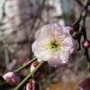 お礼参り＆植物園散策