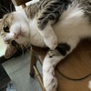 「あざと可愛さ」の本気を出してきた：保護猫日記。5歳1ヵ月（271週）