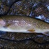 釣果情報