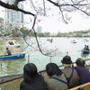 上野公園の花見