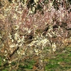 三隅梅林公園に咲いていた梅の花たちをパチリ ⑦
