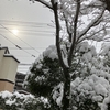 年末の雪、何年ぶりでしょう？