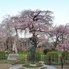 円山公園が見頃！しだれ桜とソメイヨシノが満開！2025年開花状況｜ライトアップの時間、屋台（京都府京都市東山区）