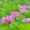 🎐上野 不忍池　蓮の花が見頃になりつつあります😊