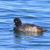 迷鳥コスズガモ、浦安に現る