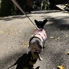 まろにー2647日目