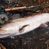 昔より釣れる魚のサイズが小さくなったのは、川の水量が減ったから？