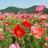 笠岡ベイファームのポピー畑