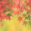 黄梅院の紅葉2020。秋の特別公開。