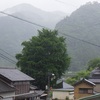 「棚田・花菖蒲」花が咲いて来ました！