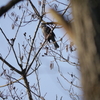 鳥さん今年の初撮影、伊賀上野森林公園。