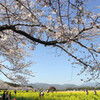 西都原古墳群の桜と菜の花！