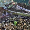 植物に秋は来てます。ムスカリ