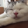 世界猫の日にポチしたもの。