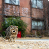 家島諸島のねこさん