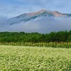 蕎麦の花咲く季節