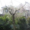庭の花とマヤ文明