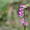 ハナアブを撮る（花虻）