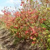 「佐久の季節便り」、「山躑躅（やまつつじ）」の生け垣も、見頃に…。