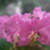 ウォーキングコースの花々
