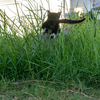  沖縄諸島のねこさん