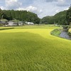 九州自然歩道　50日目　黄金色の収穫の秋　熊本県阿蘇郡高森町清水峠～山都町笹原　2020年9月20日