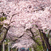 桜トンネル