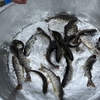 肴の川魚料理【アマゴの甘露煮風】