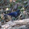 オオルリチョウ Blue-whistling Thrush