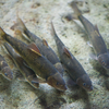 カワヒガイ Sarcocheilichthys variegatus variegatus