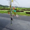 田んぼアートとハクビシン
