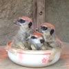 九十九島動植物園森きららで土鍋ミーヤと石岳展望台で最高の景色を楽しむ