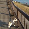 犬のイベントにお出かけ