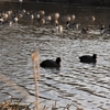 越辺川の鳥たち