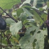 我が家の野菜・・