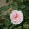 2021早咲きのバラ開花