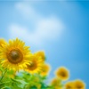 紅黒軍団総集編〜夏〜