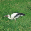 河北潟周辺のコウノトリ