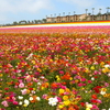 百花繚乱！ 一面のお花畑（カールスバッド）