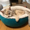 今週も更新をお休みします。（猫は回復中です）