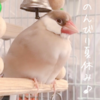 シナモン文鳥さん　夏ですね