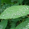 雨上がり&#127752;の朝