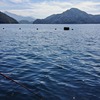 吉田湾の筏釣り