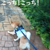 ひまわり、だよ