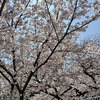 神戸市灘区の桜を見ました🌸