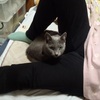 新！土曜日の恋猫！