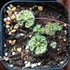 モウセンゴケの植え替えその後